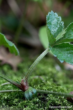 Leaves and stem